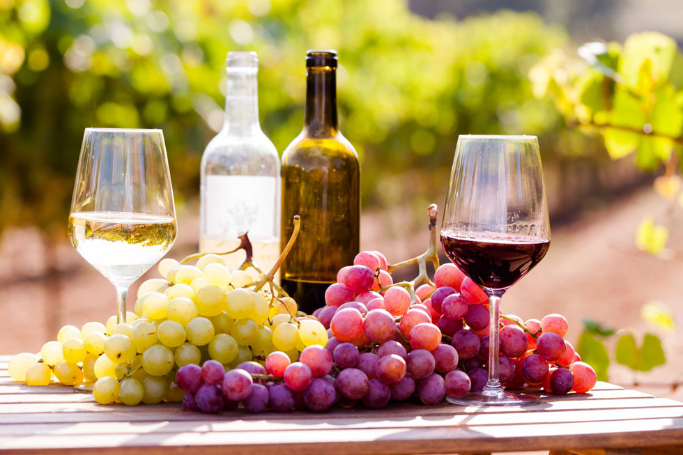 uvas vineras y pisqueras